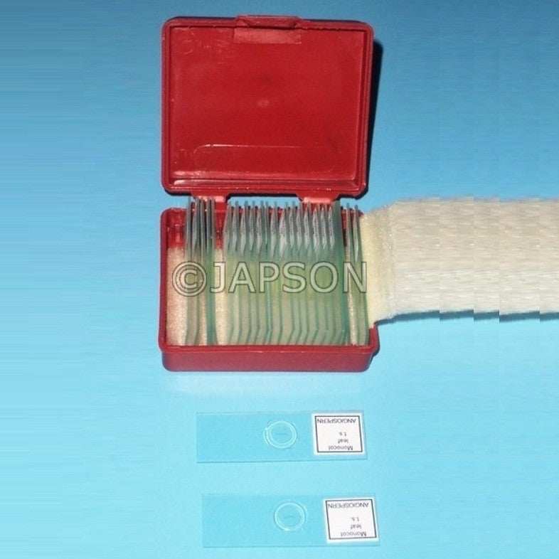 Microscope Prepared Slides Microscope Prepared Slides